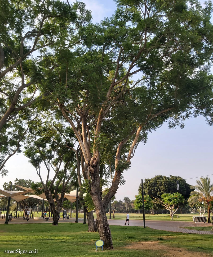 Ramat Gan - the national park - Blue jacaranda