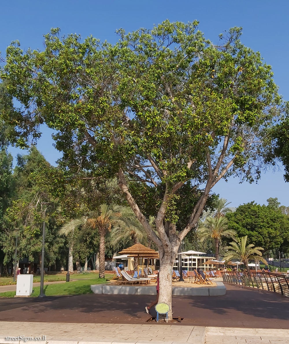 Ramat Gan - the national park - Malayan banyan