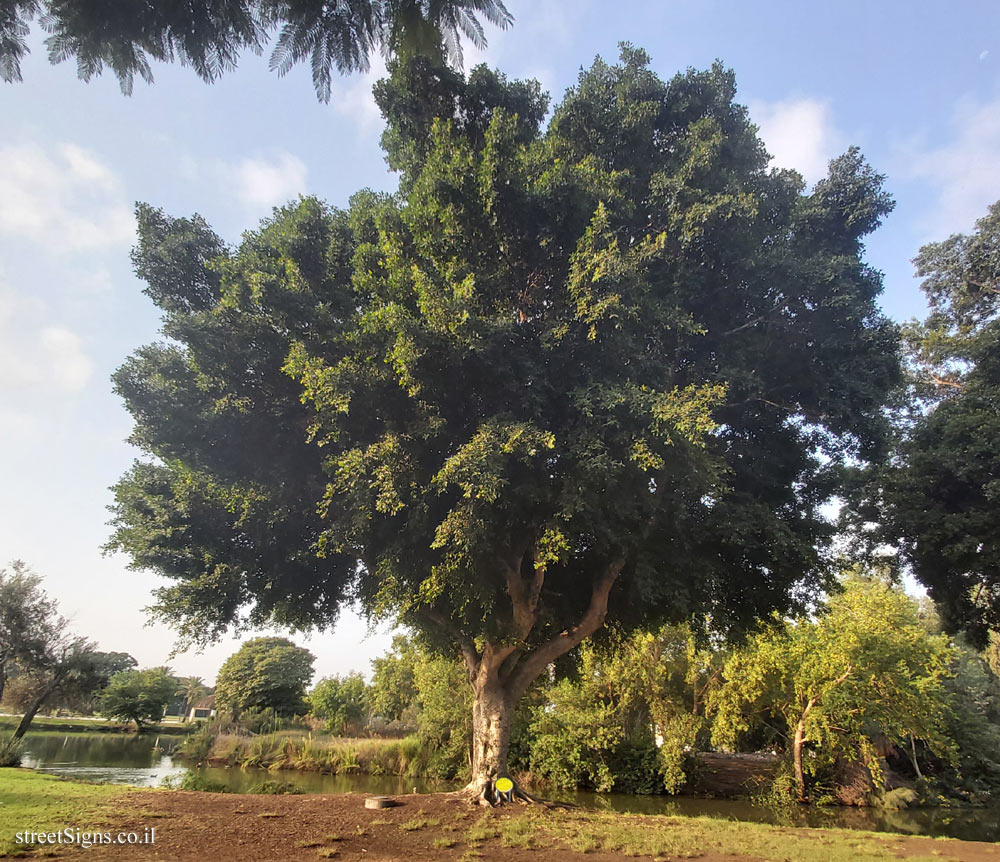 Ramat Gan - the national park - Malayan banyan