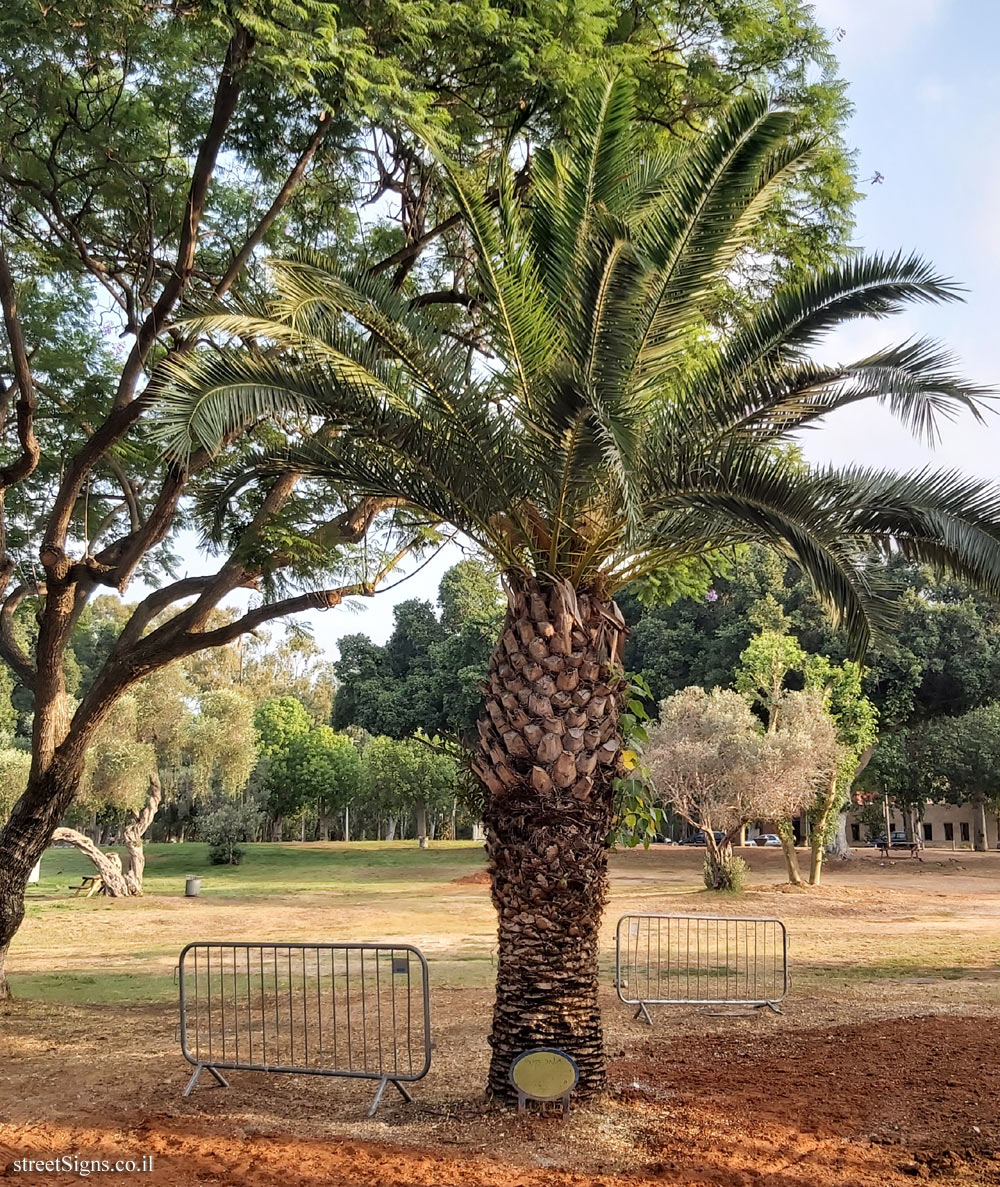 Ramat Gan - the national park - Canary Island date palm