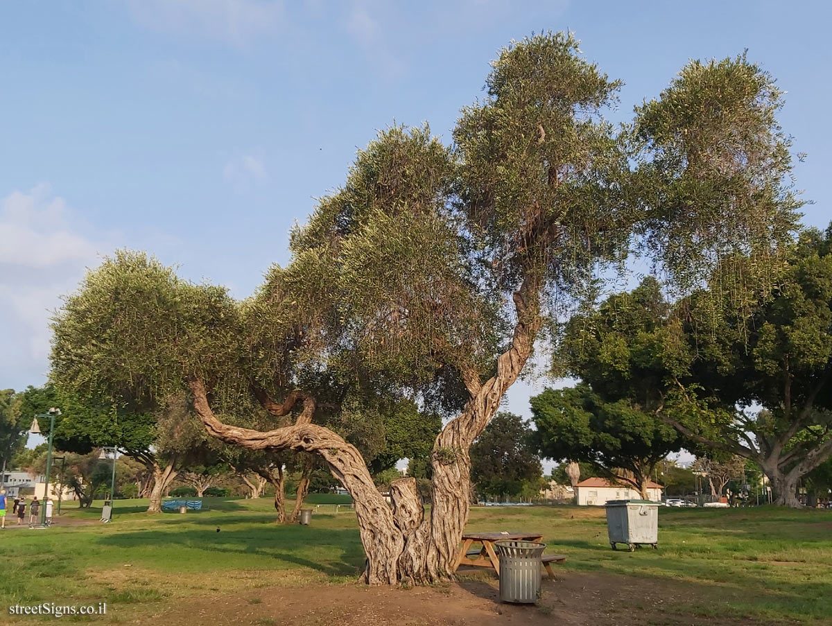 Ramat Gan - the national park - Olive