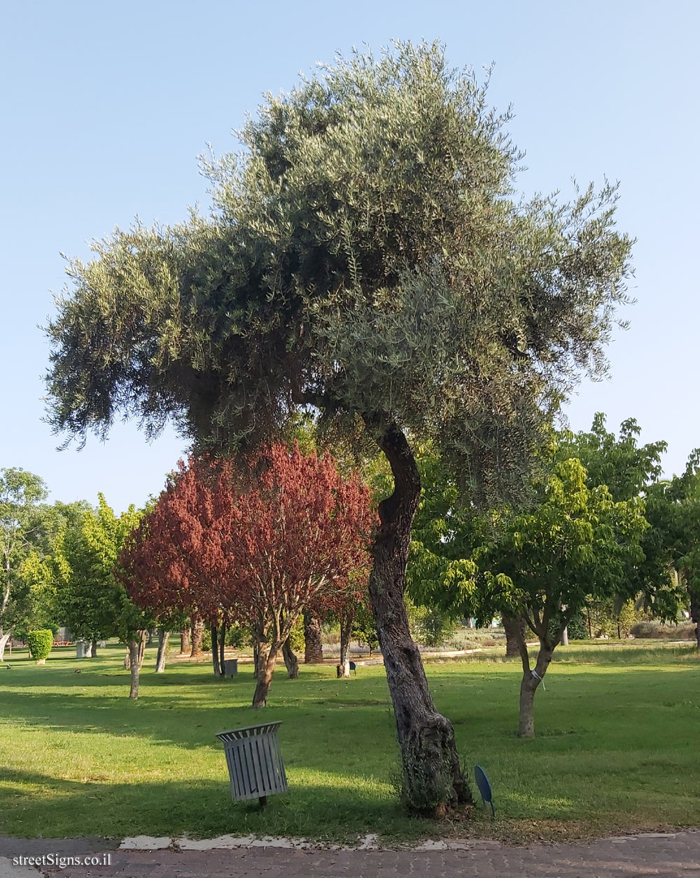 Ramat Gan - the national park - Olive