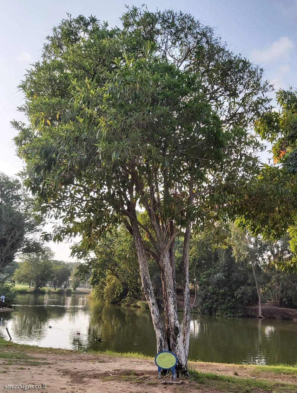 Ramat Gan - the national park - Spiny fiddlewood