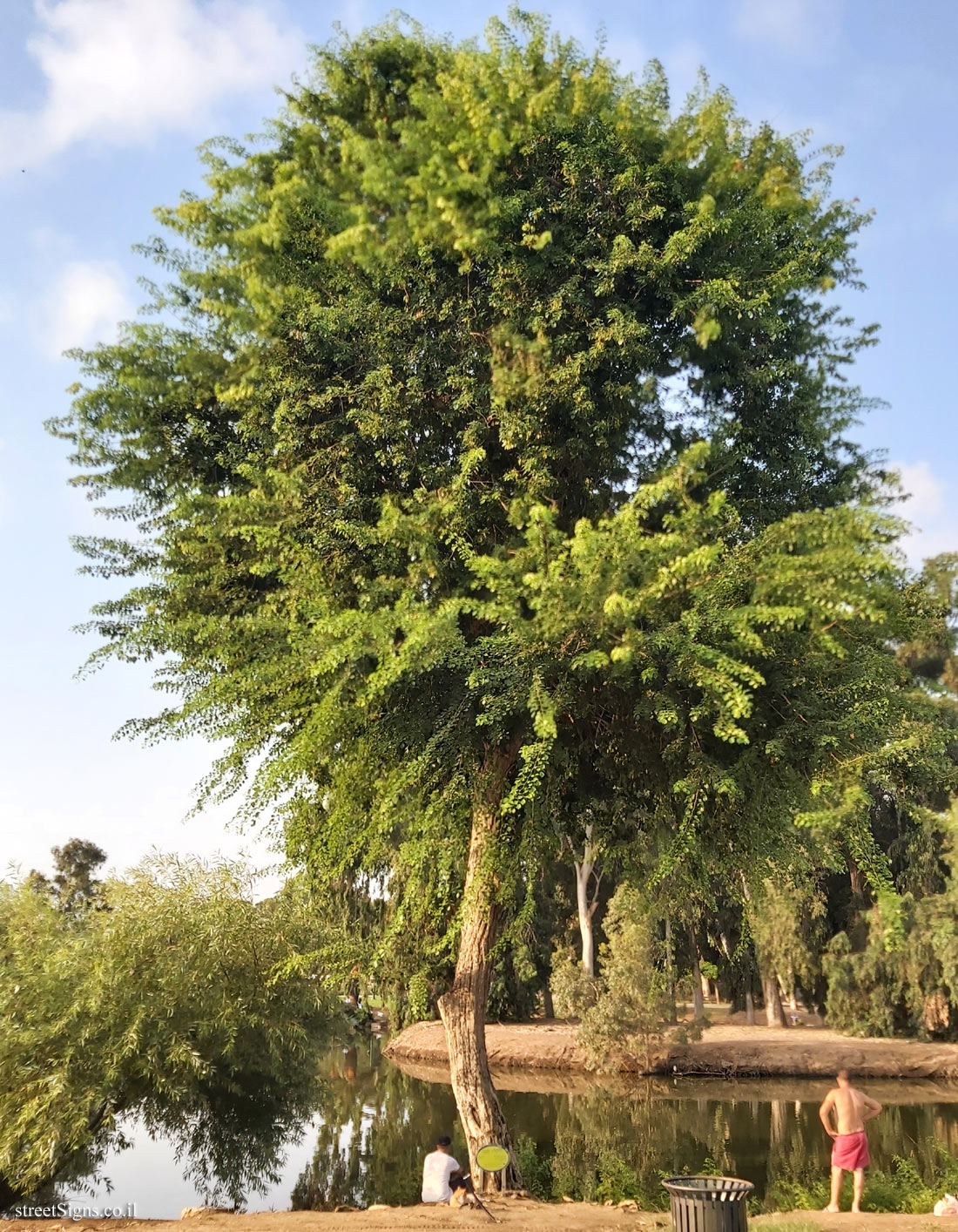 Ramat Gan - the national park - North Indian rosewood