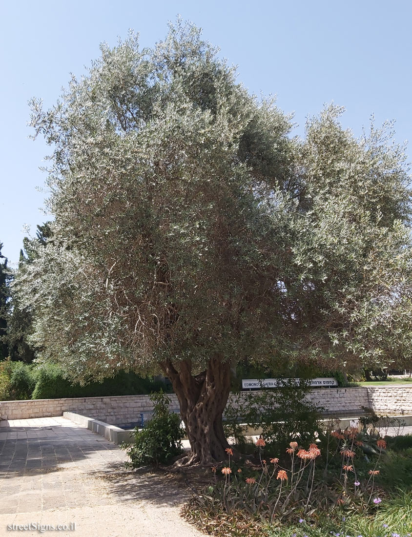 The Hebrew University of Jerusalem - Discovery Tree Walk - Olive - Safra Campus