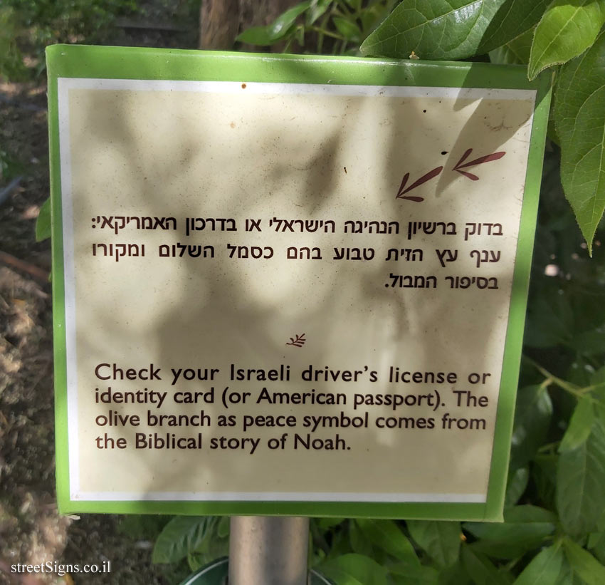 The Hebrew University of Jerusalem - Discovery Tree Walk - Olive  - The fourth face