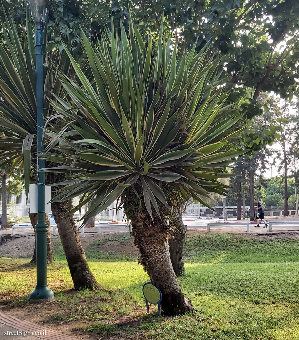 Ramat Gan - the national park - Furcraea selloa