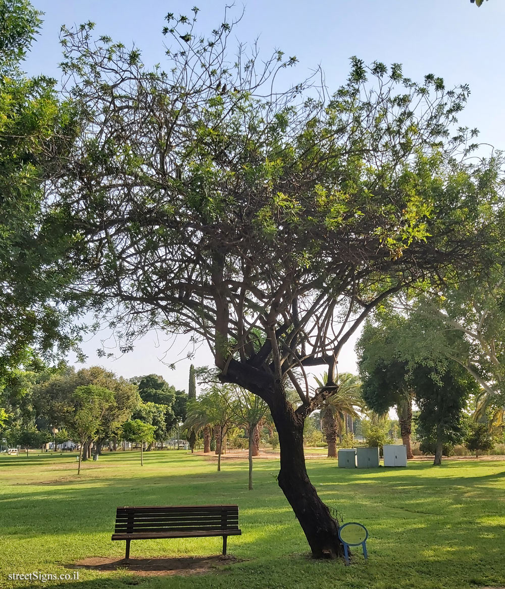 Ramat Gan - the national park - Brazilian peppertree