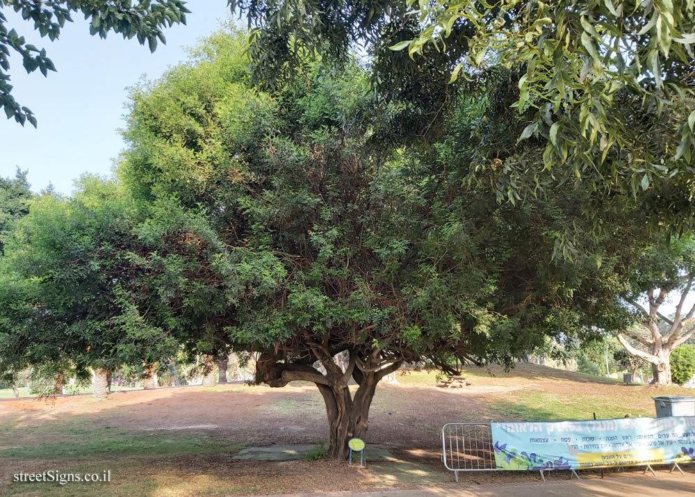 Ramat Gan - the national park - Brazilian peppertree