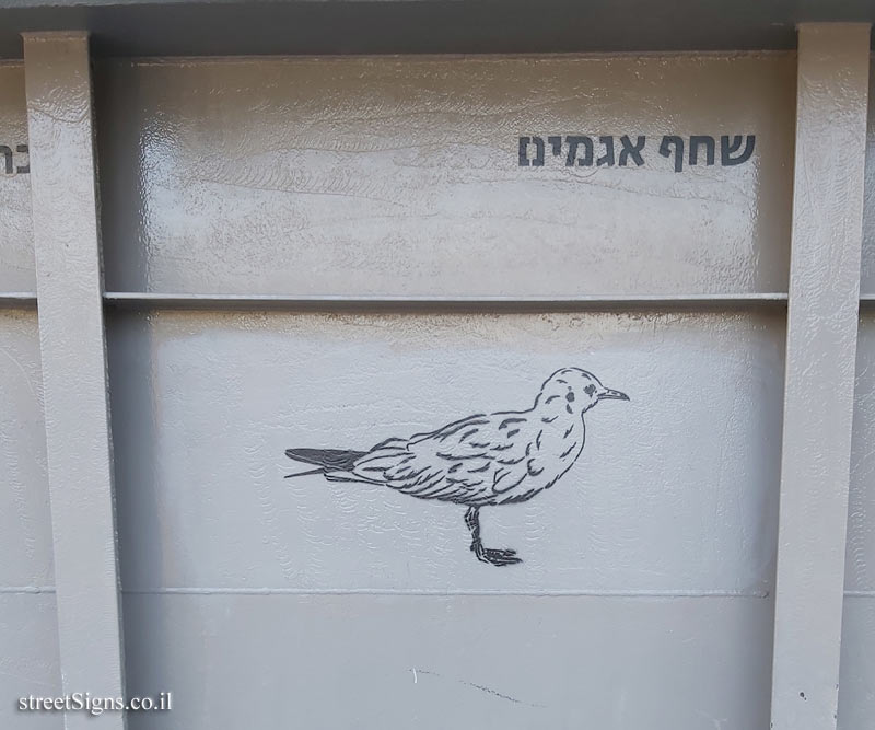 Tel Aviv - Birds of Tel Aviv - Black-headed gull