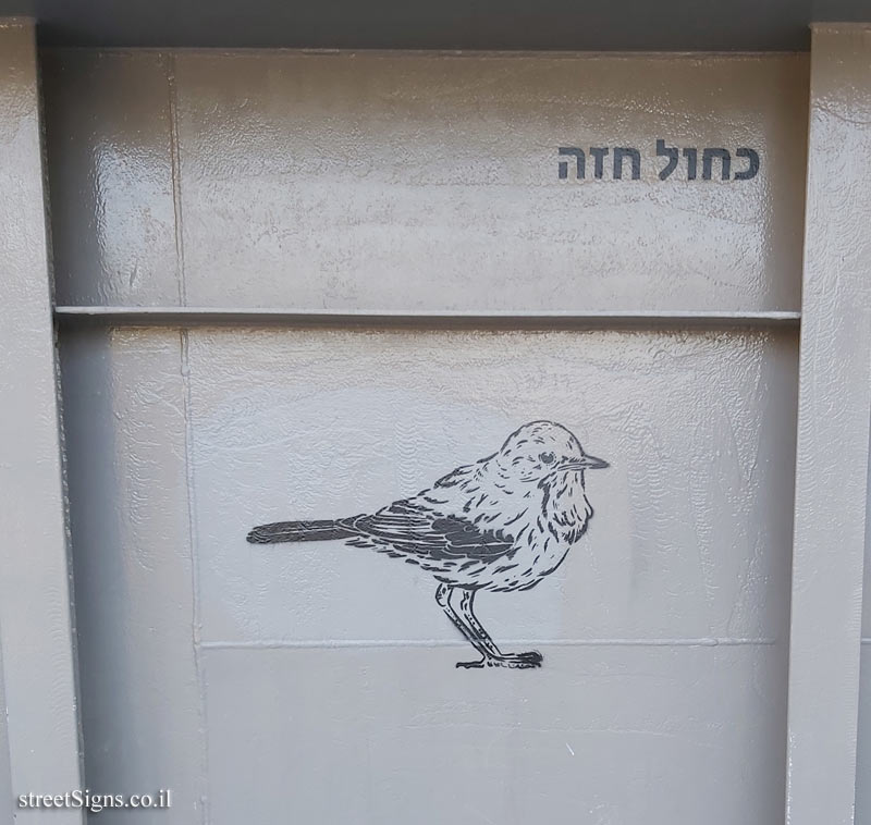 Tel Aviv - Birds of Tel Aviv - Bluethroat