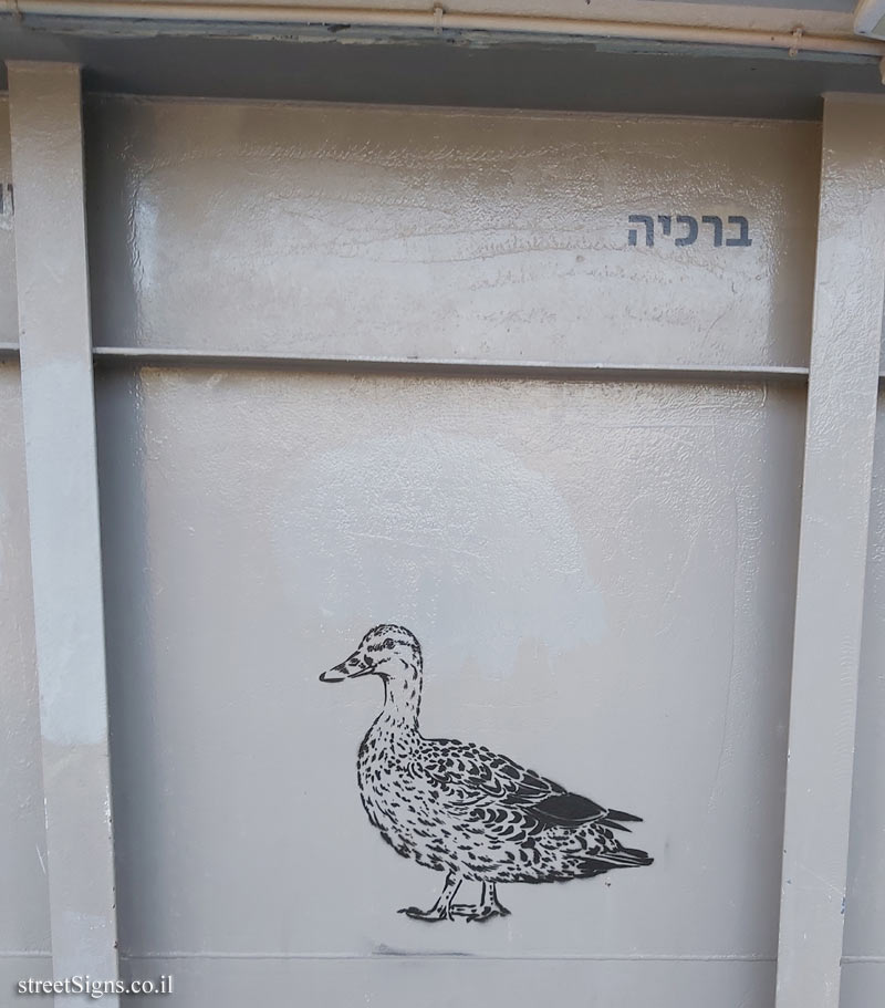 Tel Aviv - Birds of Tel Aviv - Mallard