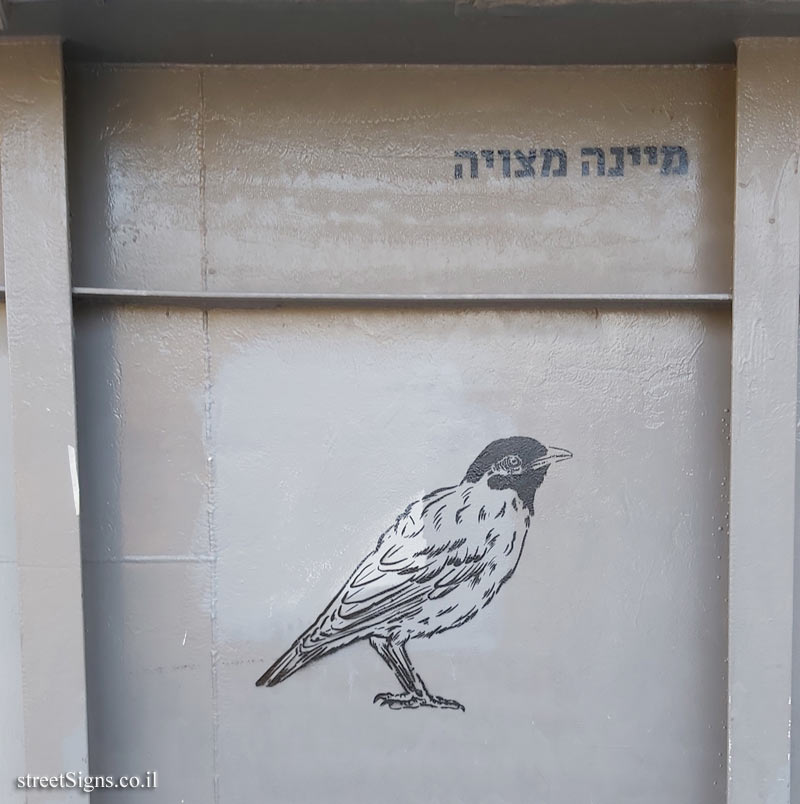 Tel Aviv - Birds of Tel Aviv - Common myna