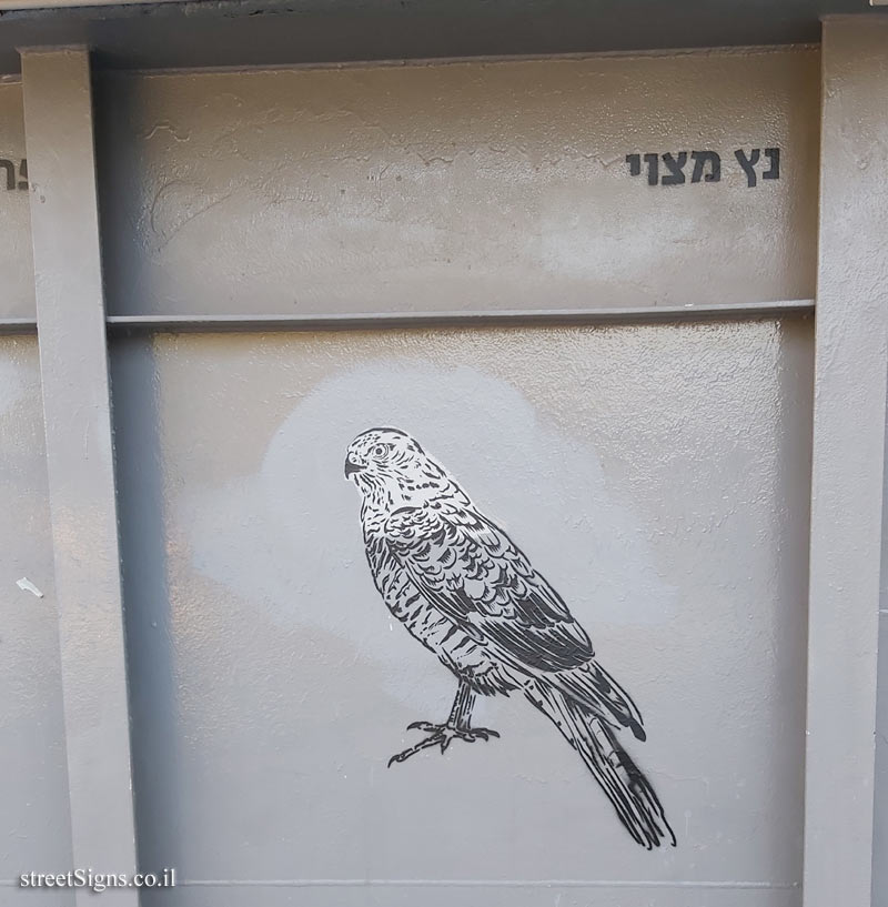Tel Aviv - Birds of Tel Aviv - Eurasian sparrowhawk