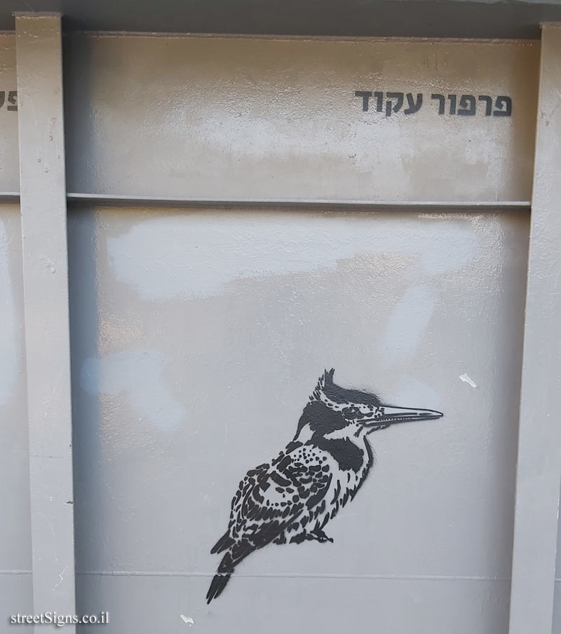 Tel Aviv - Birds of Tel Aviv - Pied kingfisher