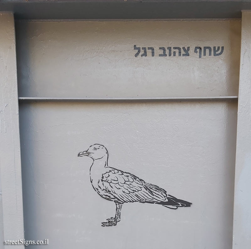 Tel Aviv - Birds of Tel Aviv - Yellow-legged gull