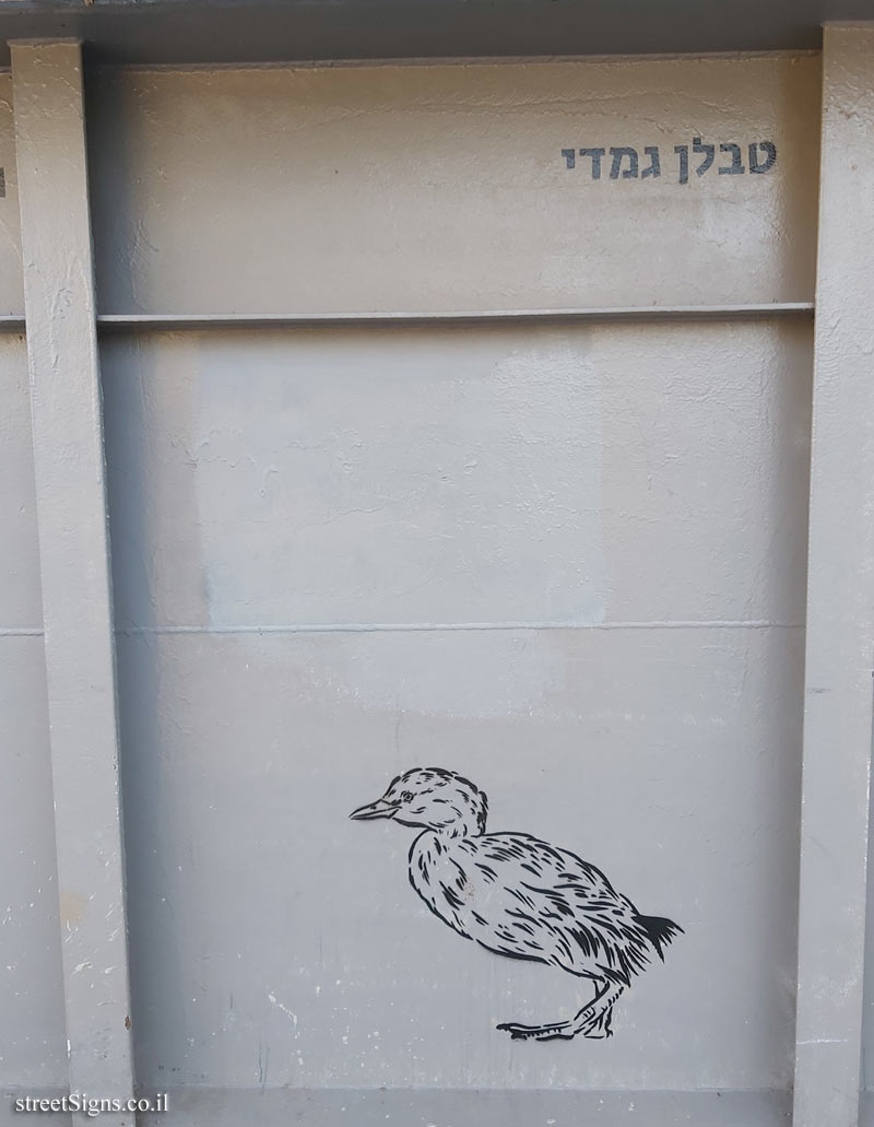 Tel Aviv - Birds of Tel Aviv - Little grebe