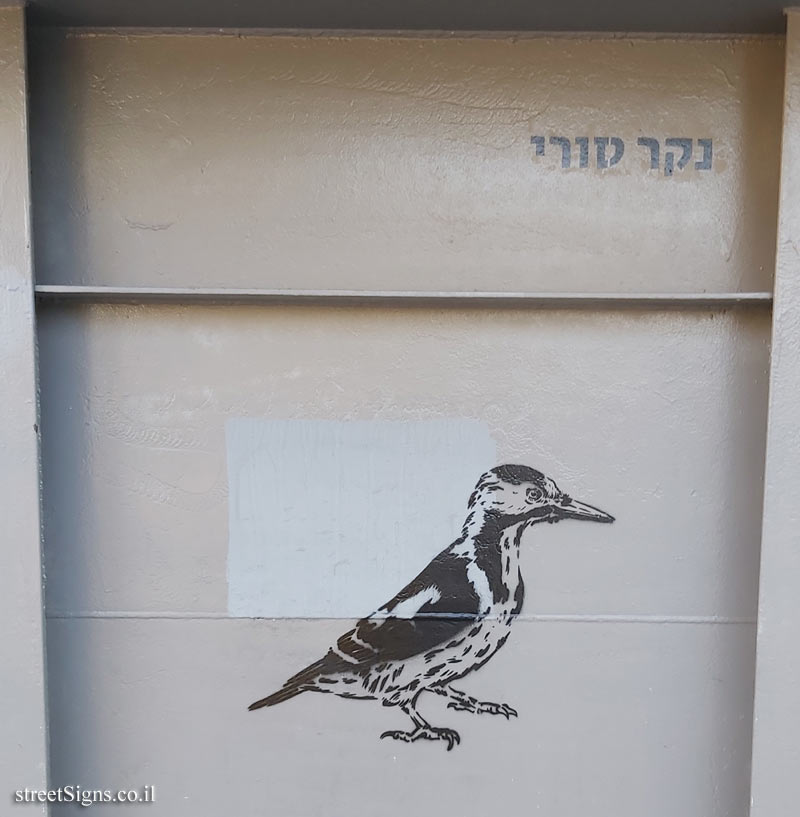 Tel Aviv - Birds of Tel Aviv - Syrian woodpecker