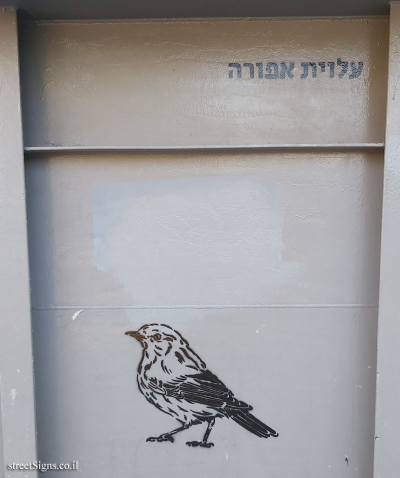 Tel Aviv - Birds of Tel Aviv - Willow warbler