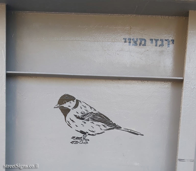 Tel Aviv - Birds of Tel Aviv - Great tit