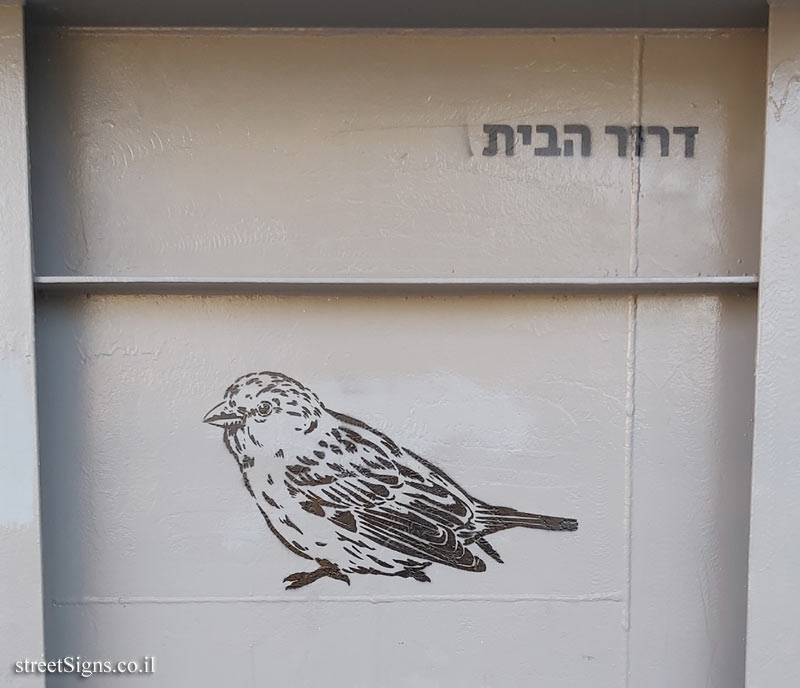 Tel Aviv - Birds of Tel Aviv - House sparrow
