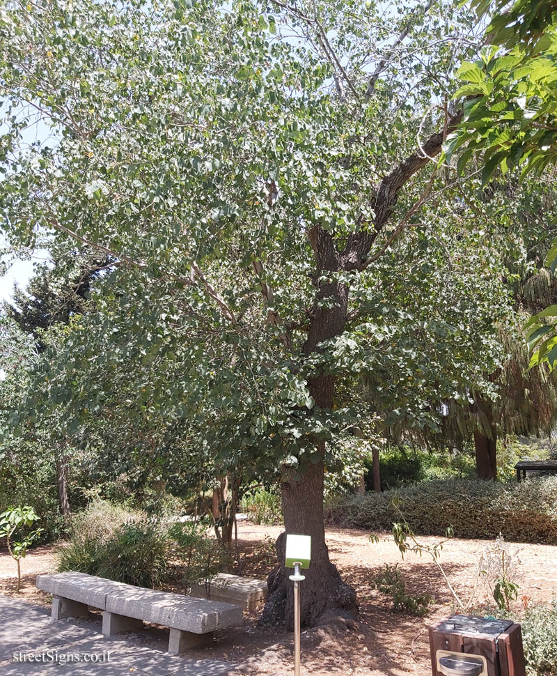 The Hebrew University of Jerusalem - Discovery Tree Walk - Redbud - Safra Campus