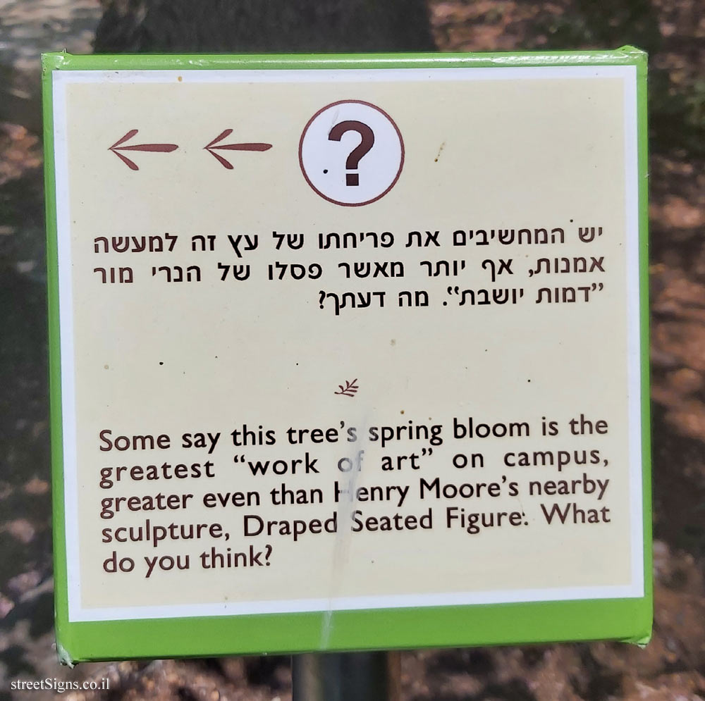 The Hebrew University of Jerusalem - Discovery Tree Walk - Redbud - The third face