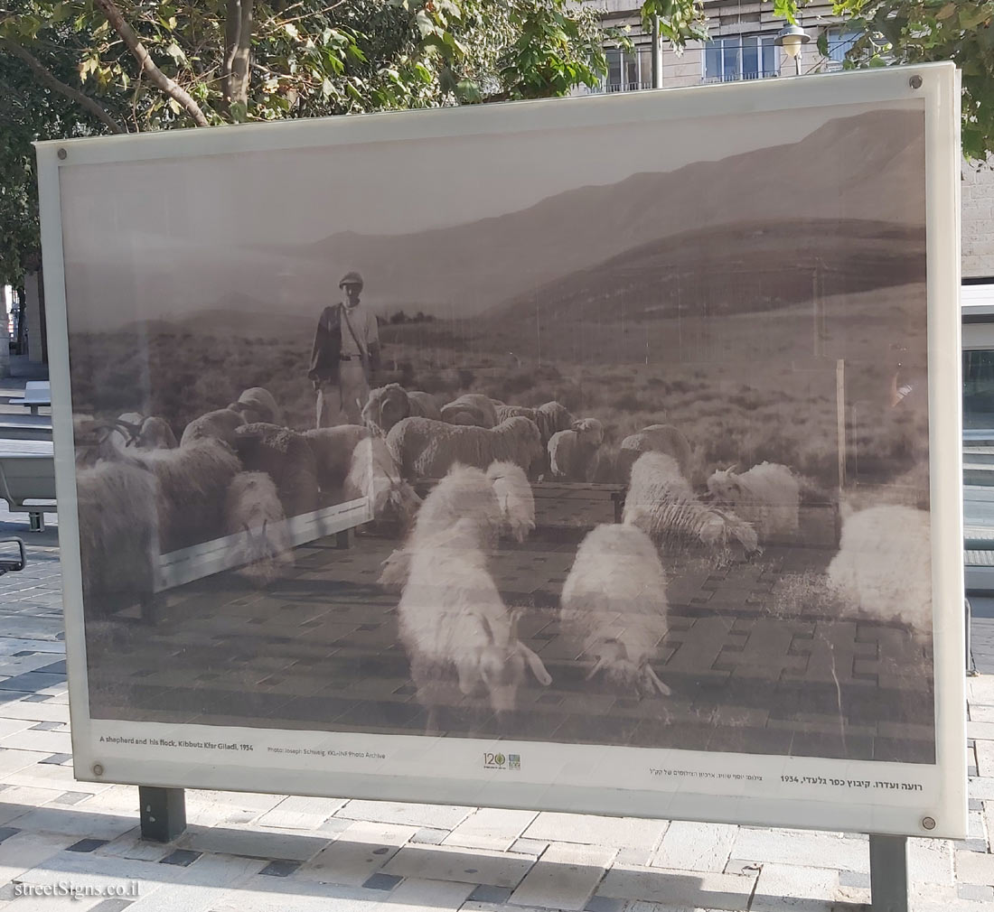 Jerusalem - Through the glass - 120 Years of JNF - A shepherd and his flock, Klbbutz Kfar Giladi, 1934