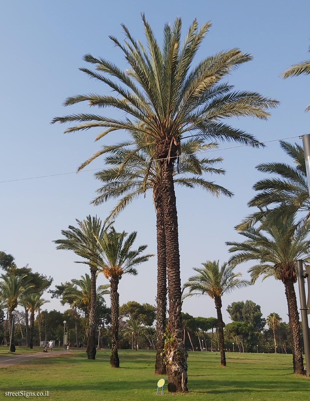 Ramat Gan - the national park - Date Palm