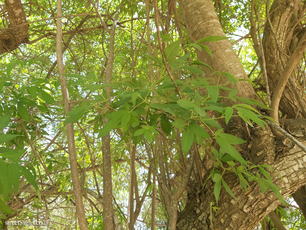 The Hebrew University of Jerusalem - Discovery Tree Walk - Chaste tree - Safra Campus