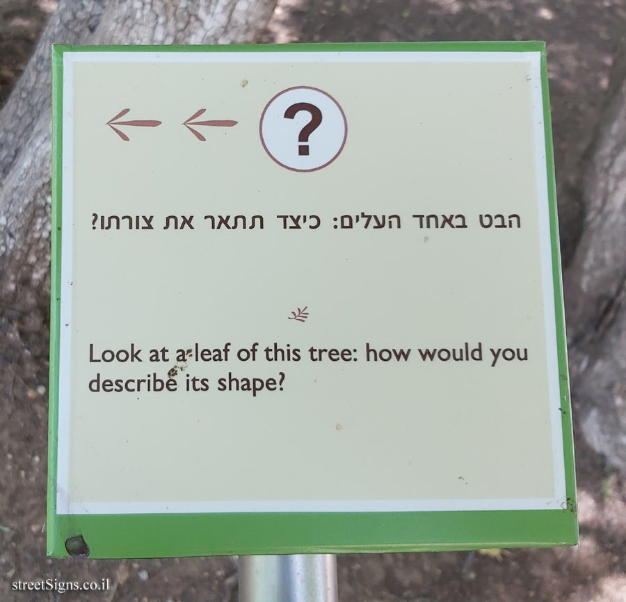 The Hebrew University of Jerusalem - Discovery Tree Walk - Chaste tree - The third face