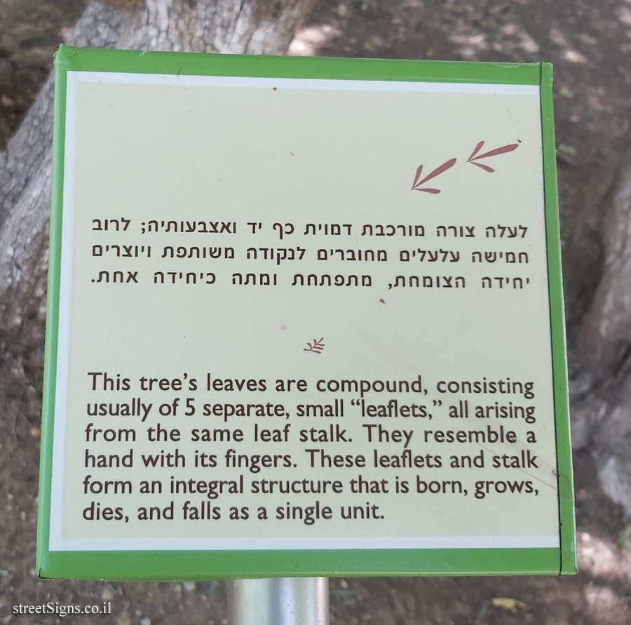 The Hebrew University of Jerusalem - Discovery Tree Walk - Chaste tree - The fourth face