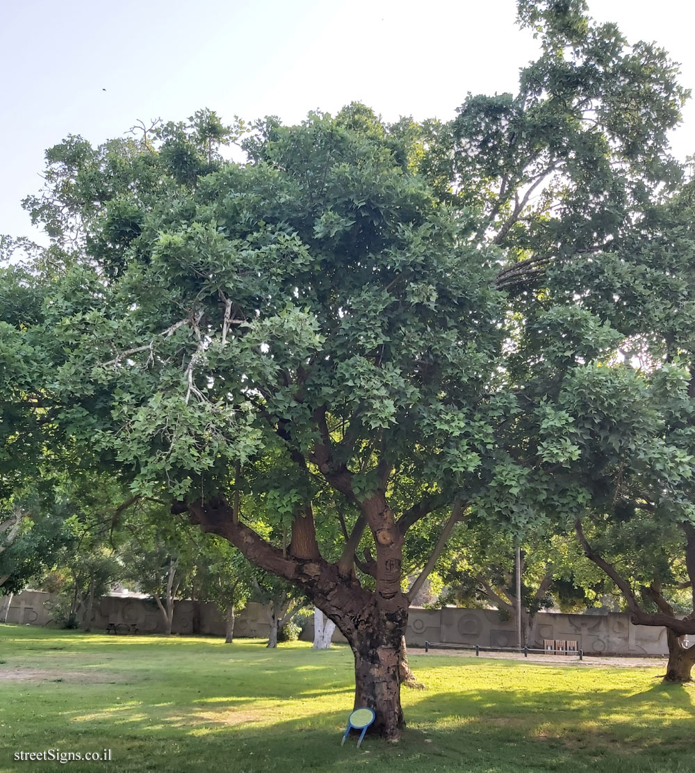 Ramat Gan - the national park - Erythrina corrallodendrum