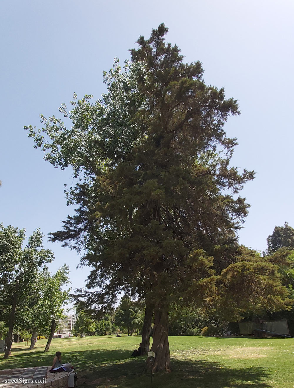 The Hebrew University of Jerusalem - Discovery Tree Walk - Monterey Cypress - Safra Campus