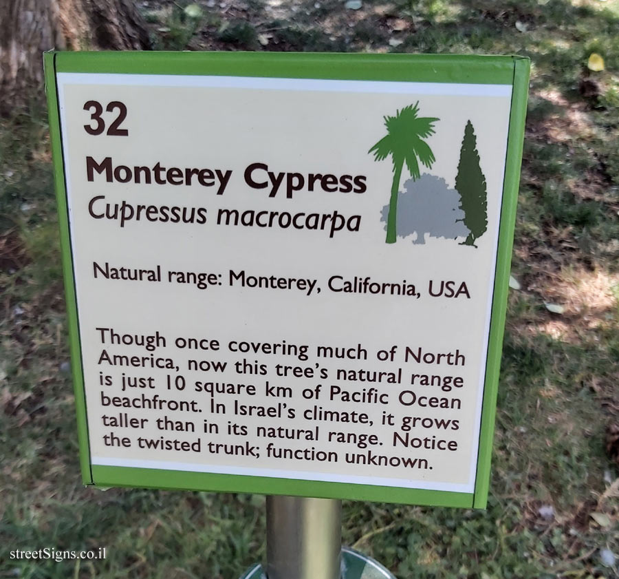 The Hebrew University of Jerusalem - Discovery Tree Walk - Monterey Cypress - The second face