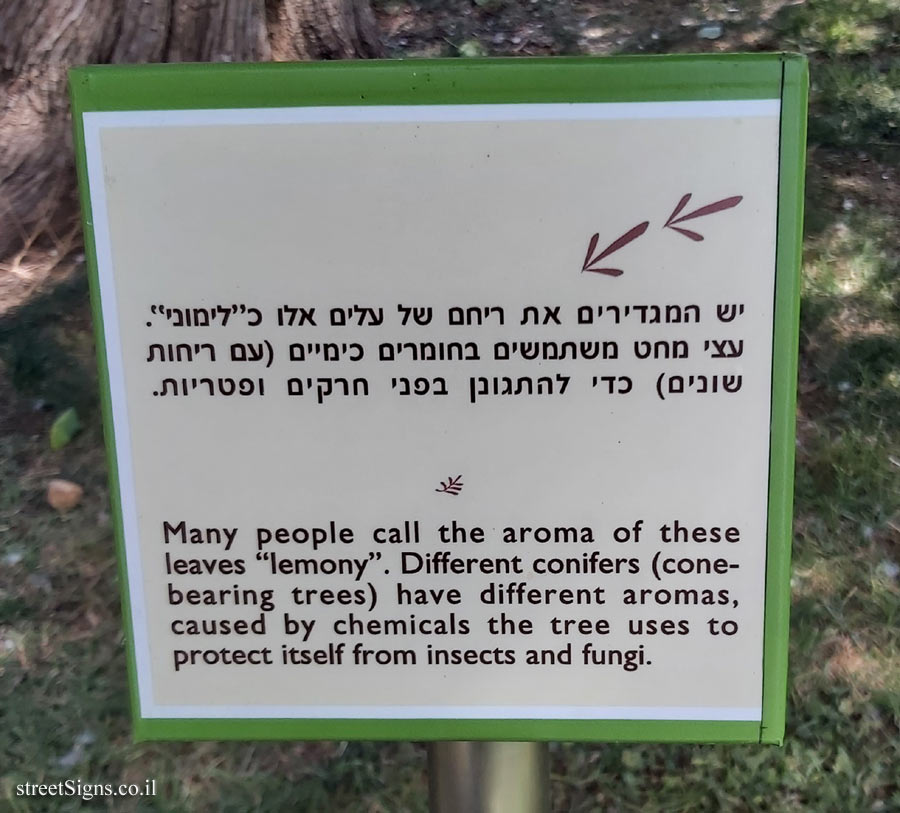 The Hebrew University of Jerusalem - Discovery Tree Walk - Monterey Cypress - The fourth face