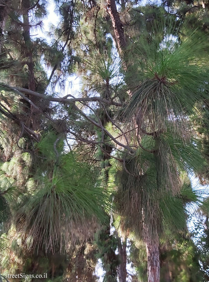 Ramat Gan - the national park - Canary Islands Pine