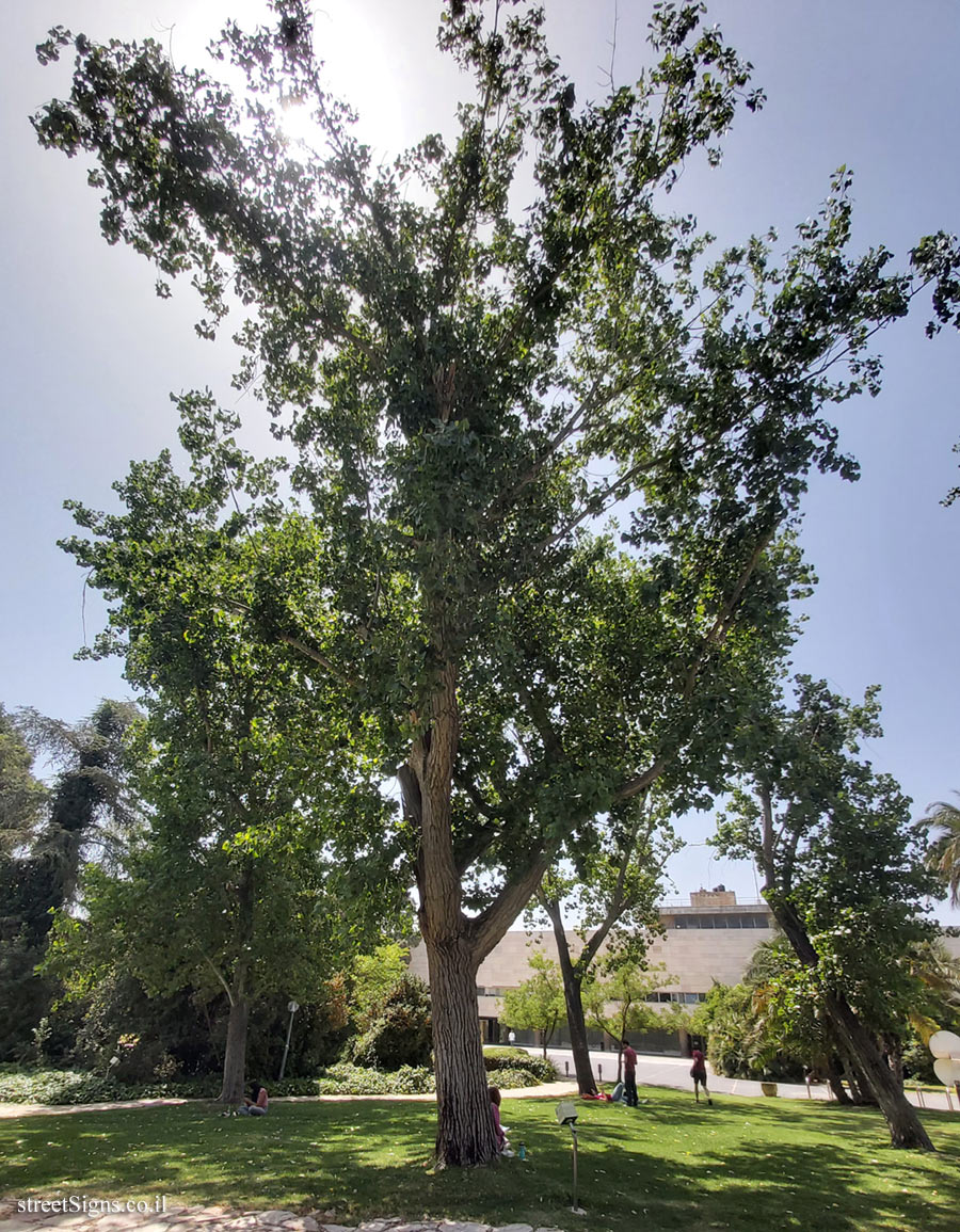 The Hebrew University of Jerusalem - Discovery Tree Walk - Eastern Cottonwood - Safra Campus