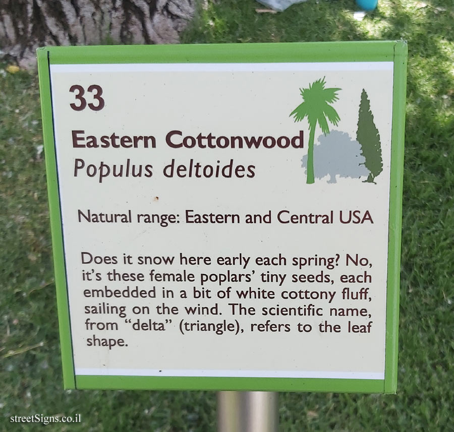 The Hebrew University of Jerusalem - Discovery Tree Walk - Eastern Cottonwood - The second face