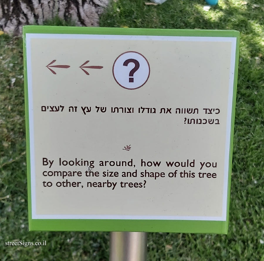 The Hebrew University of Jerusalem - Discovery Tree Walk - Eastern Cottonwood - The third face