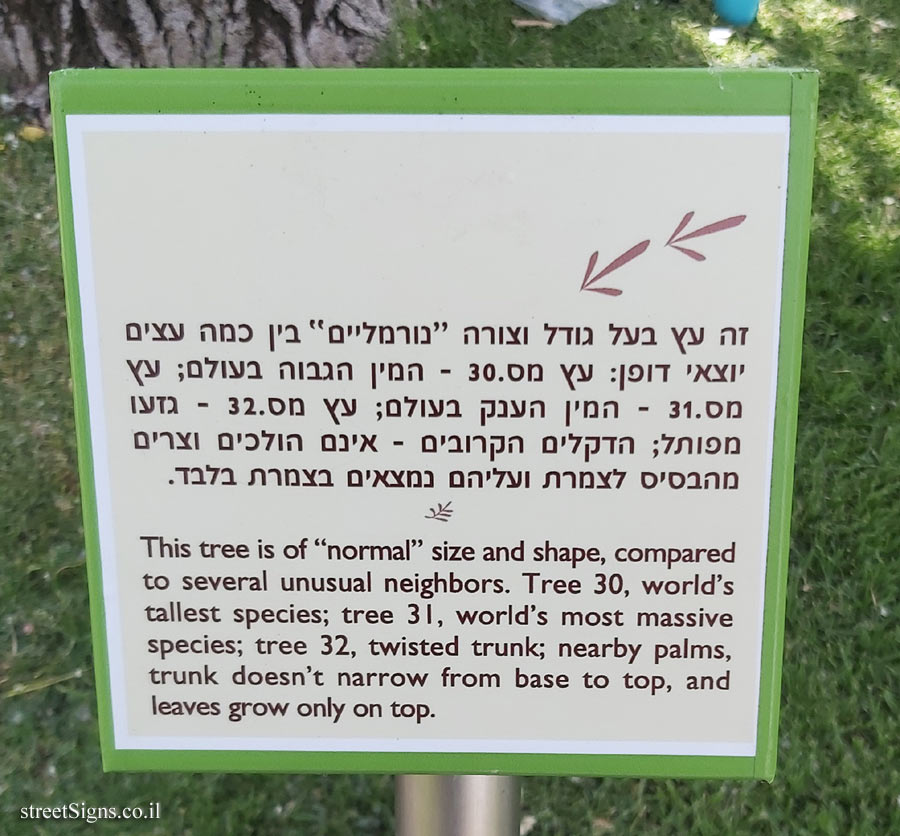 The Hebrew University of Jerusalem - Discovery Tree Walk - Eastern Cottonwood - The fourth face