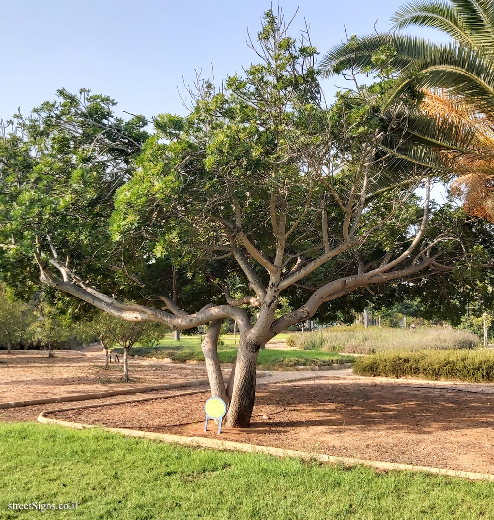 Ramat Gan - the national park - Harpephyllum caffrum