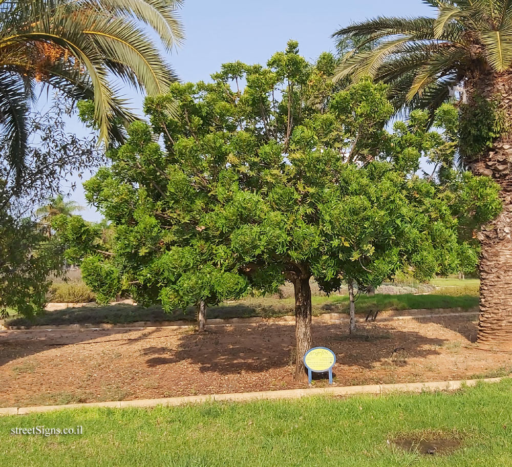 Ramat Gan - the national park - Harpephyllum caffrum