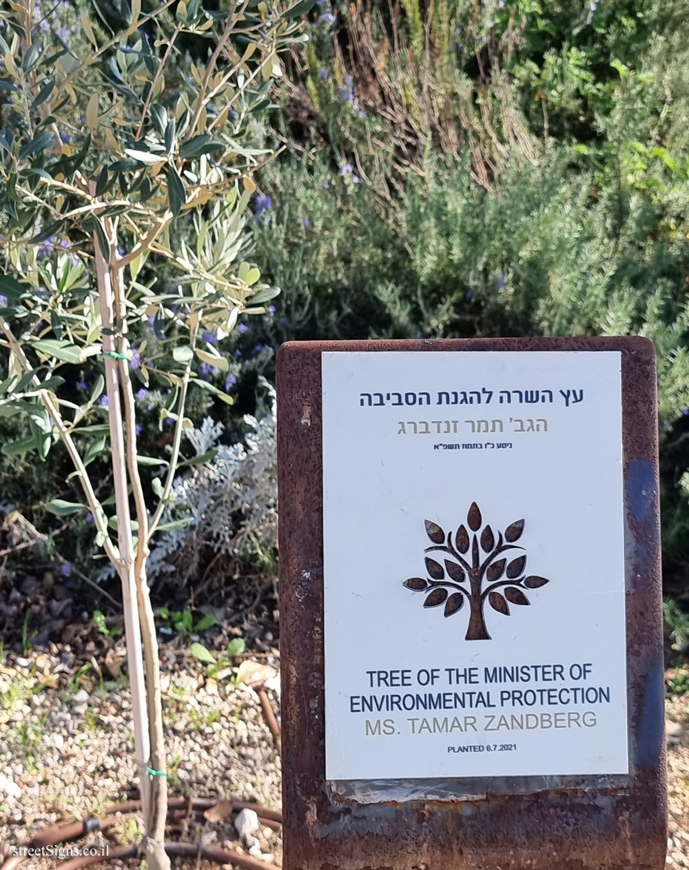 Ariel Sharon Park - Tree of Tamar Zandberg