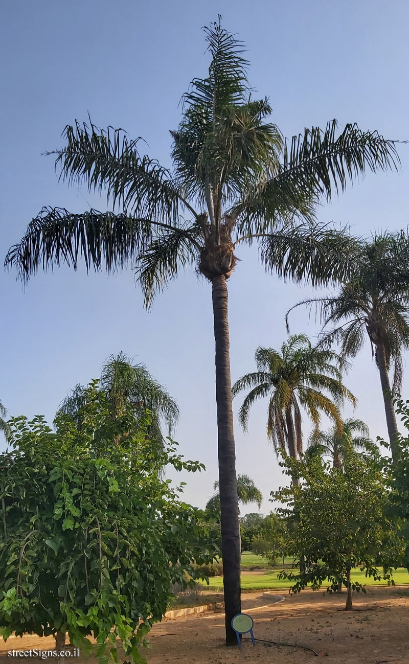 Ramat Gan - the national park - Queen palm