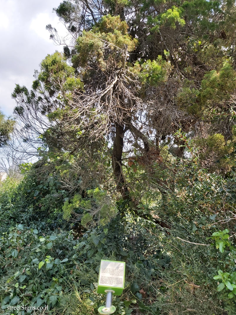 The Hebrew University of Jerusalem - Discovery Tree Walk - Rough Pine - Safra Campus