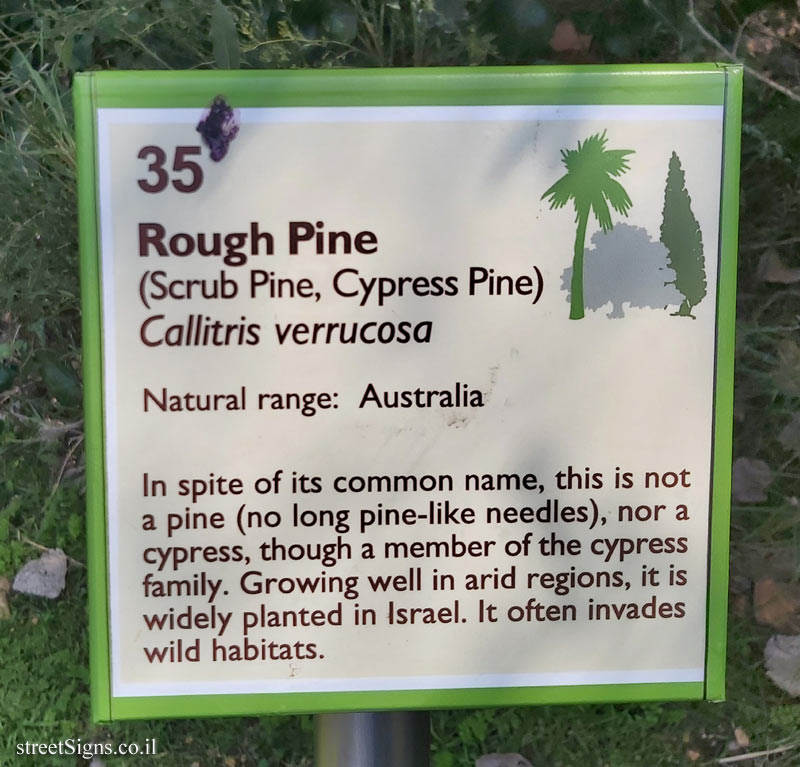 The Hebrew University of Jerusalem - Discovery Tree Walk - Rough Pine - The second face