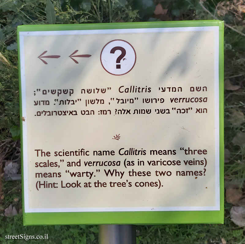 The Hebrew University of Jerusalem - Discovery Tree Walk - Rough Pine - The third face