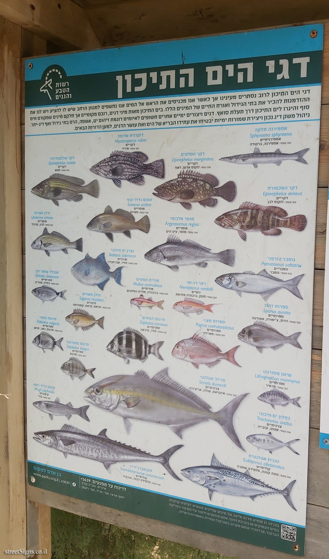 Beit Yanai Beach - Mediterranean fish - Sign 3
