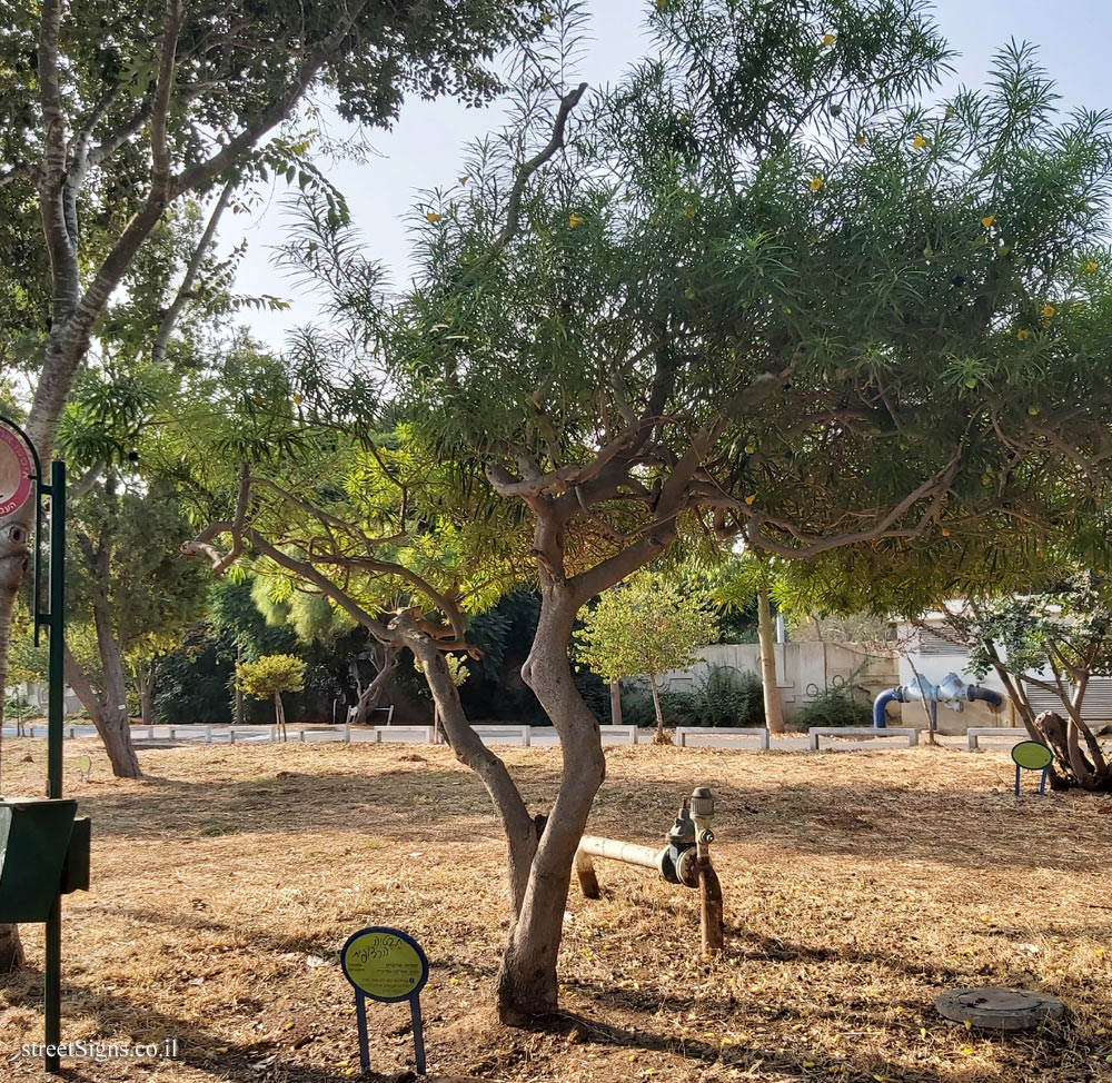 Ramat Gan - the national park - Yellow oleander